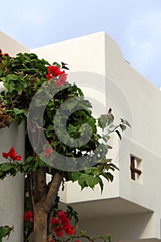 Greek Facade With Plant