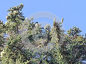 Greek fir Abies cephalonica is an evergreen monoecious tree. Its natural habitat is mountainous areas of Greece photo