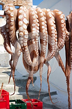 Greek food - Octopus