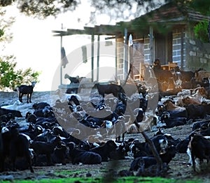 Greek goat farm