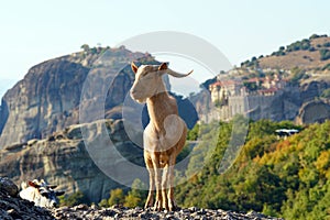 Greek goats roam free on the rugged rock formations of Meteora with the Monasteries in the background