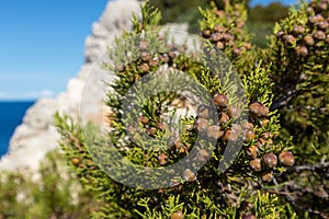 Greek green juniper evergreen berries close-up