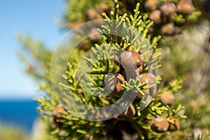Greek green Juniperus excelsa berries close-up