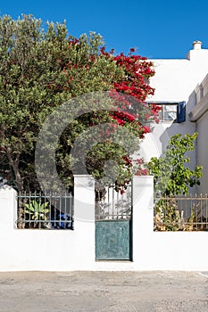 Greek Island, Cyclades architecture. Iron blue vintage gate blooming red bougainvillea. Vertical