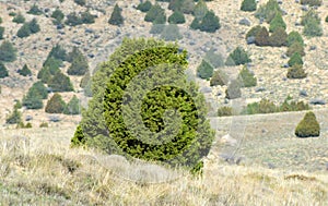 Juniperus excelsa or the Greek juniper in Alborz mountains photo
