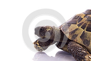 Greek land tortoise, Testudo Hermanni