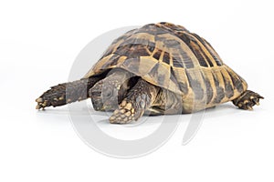 Greek land tortoise, Testudo Hermanni