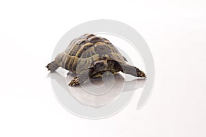 Greek land tortoise Testudo Hermanni on shiny white floor