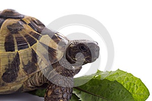 Greek land tortoise, Testudo Hermanni, white studio background