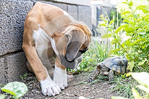 Greek land Turtle testudo marginata and purebreed german boxer Dog best friends in love in the garden