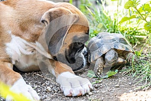 Greek land Turtle testudo marginata and purebreed german boxer Dog best friends in love in the garden