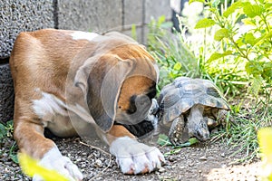 Greek land Turtle testudo marginata and purebreed german boxer Dog best friends in love in the garden