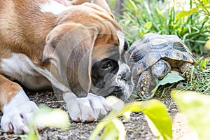 Greek land Turtle testudo marginata and purebreed german boxer Dog best friends in love in the garden