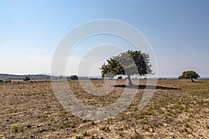 Greek Landscape Lonely Tree On Barren Lands