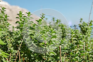 Greek natural herb oregano. Green and fresh oregano flowers.