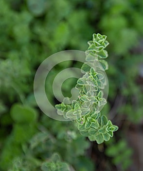 Greek natural herb oregano. Green and fresh oregano flowers.