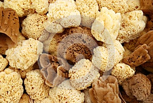 Greek natural sponges