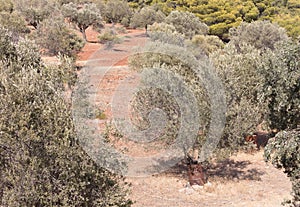 Olive tree, metal barrel