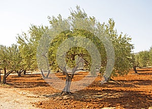 A Greek Olive Tree on the Island of Crete