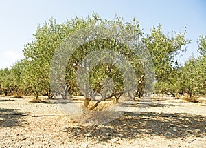 A Greek Olive Tree on the Island of Crete