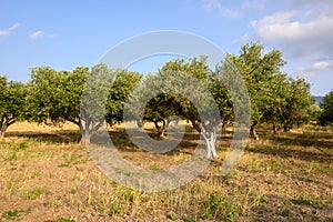 Greek olive tree orchard in spring