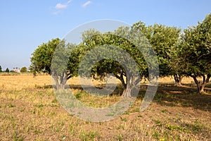 Greek olive tree orchard in spring