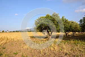 Greek olive tree orchard in spring