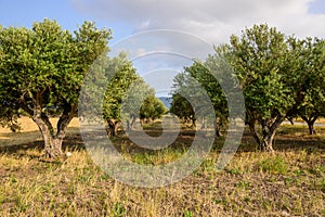 Greek olive tree orchard in spring