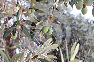 Greek olives.