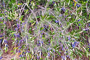 Greek olives on olive tree. Crete island, Greece