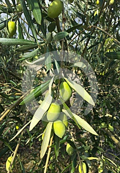 Greek Olives after a rain on a branch of an olive tree