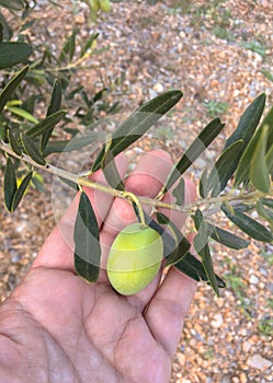 Greek Olives after a rain on a branch of an olive tree on a woman`s arm