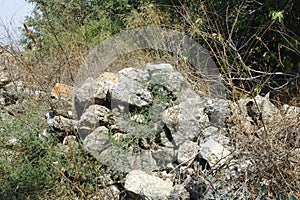 Greek-Roman  ancient ruins, abandoned places. Rock stone wall.