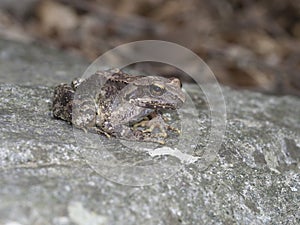 Greek stream frog, Rana graeca