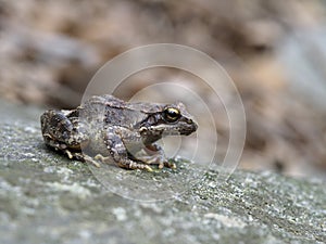 Greek stream frog, Rana graeca