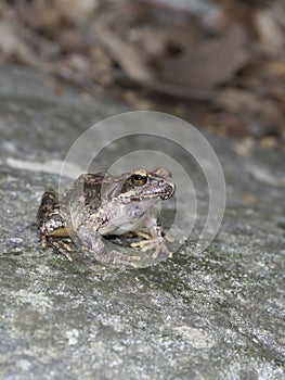 Greek stream frog, Rana graeca