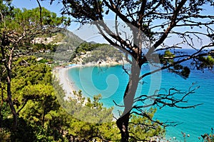 Greek summer aegean turquoise and green nature pine conifer motive