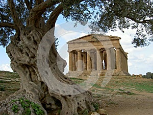 Greek temple & olive tree