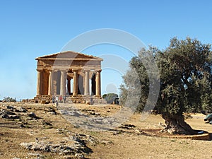 Greek temple with olive tree