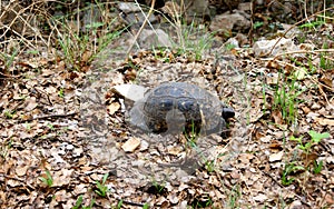 Greek tortoise, aka Testudo graeca, crawling on the ground covered with dry fallen leaves