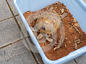 Greek tortoise in a box for hibernation