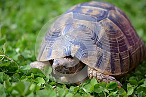 Greek tortoise in clover