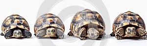 Greek Tortoise Collection - Adorable Isolated Pets on White Background - AI Panoramic Banner