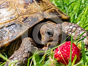Greek tortoise in the garden in summer