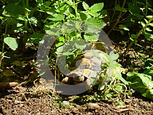 Greek tortoise  in the grass