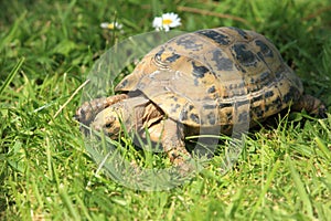 Greek tortoise