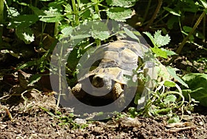 greek tortoise in nettles