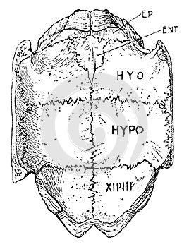 Greek Tortoise Plastron, vintage illustration