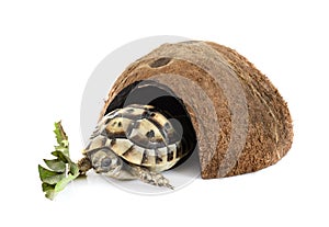 Greek tortoise in studio