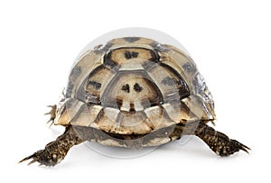 Greek tortoise in studio